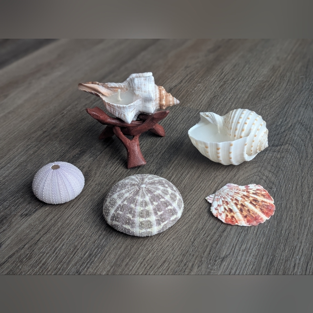 Candles Coastal Shell Set (2), Scallop Shell, Sea Urchins & Wooden Stand - Picture 3 of 7